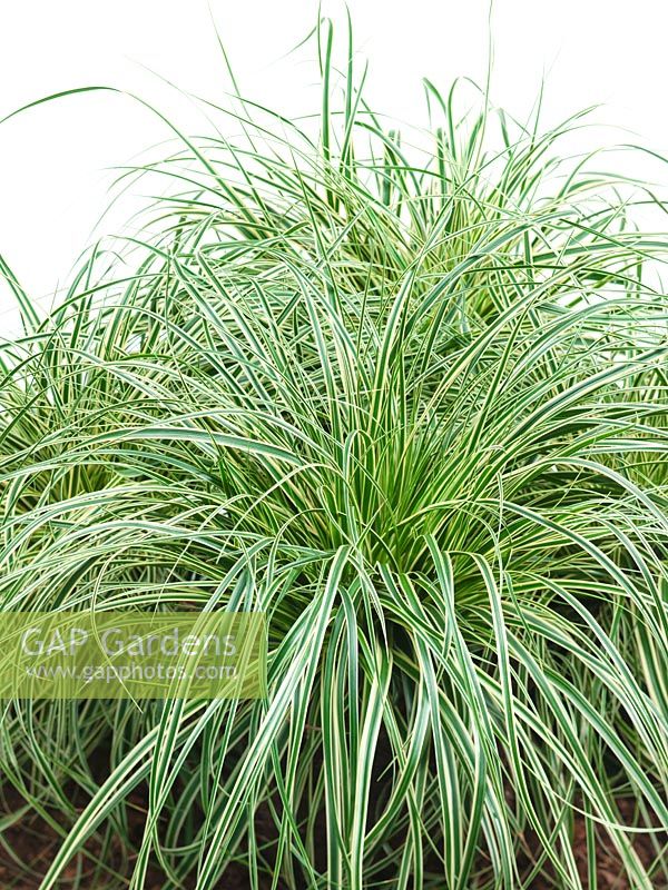 Carex EverColor ® Evercream