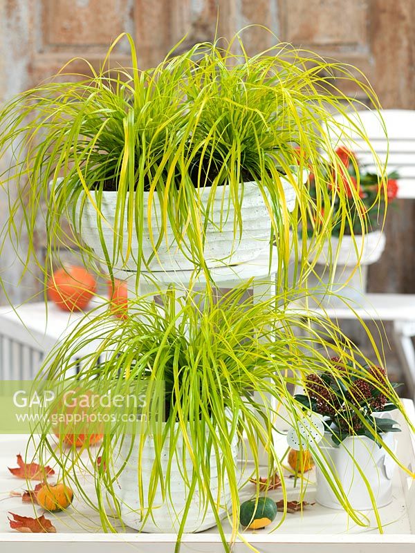 Carex EverColor ® Everillo en pot