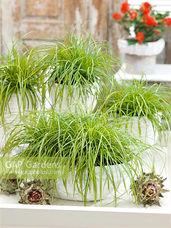 Carex EverColor ® Eversheen en pot