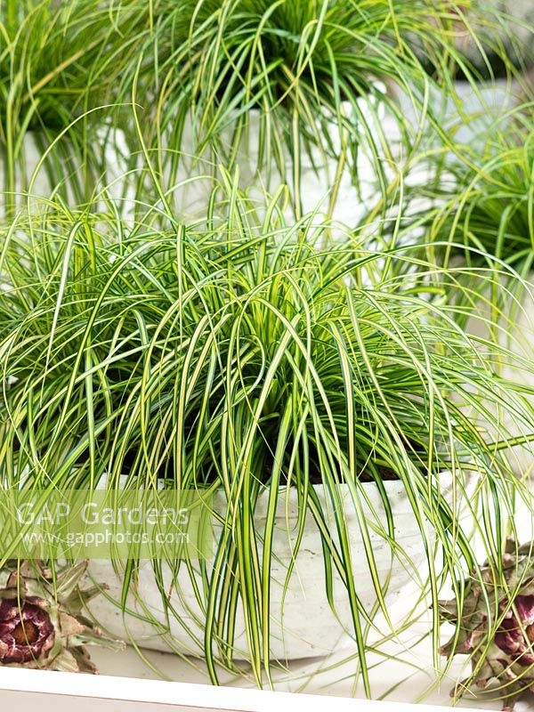 Carex EverColor ® Eversheen en pot