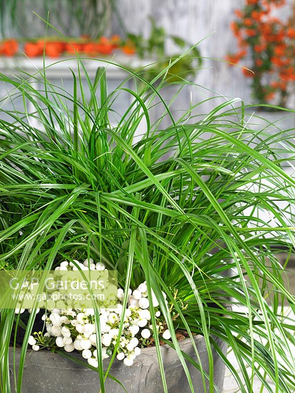 Carex EverColor ® Evergreen en pot