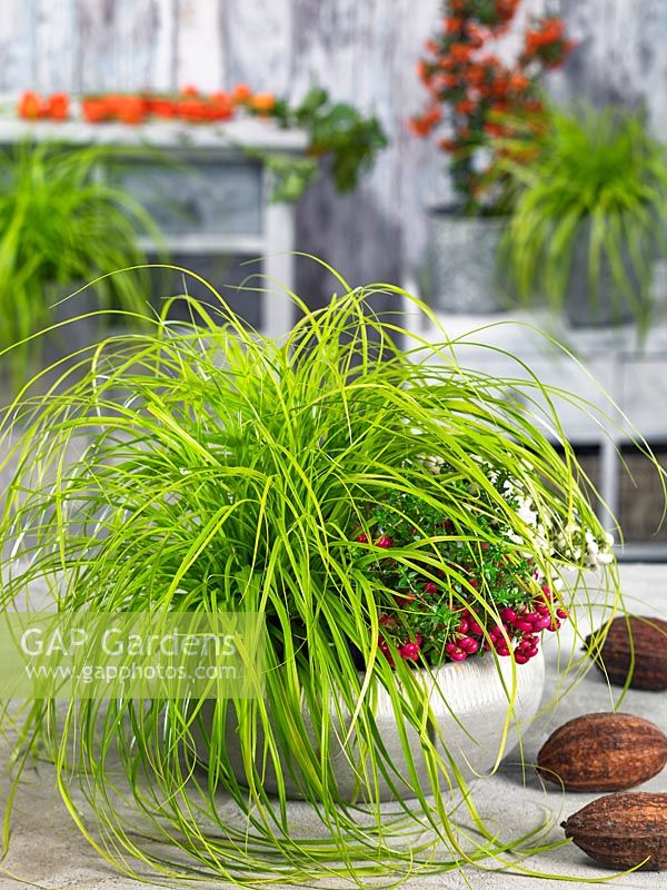 Carex EverColor ® Everillo en pot