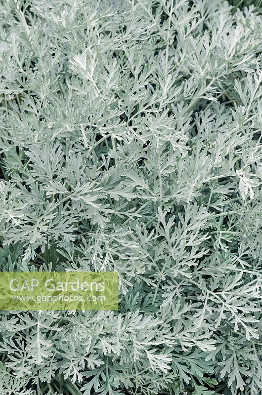Artemisia Lambrook Silver