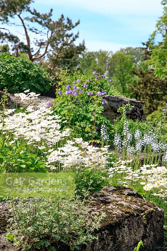 Scène de jardin avec Anemone marcissifolia var. fasciculata