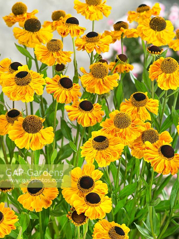 Helenium El Dorado