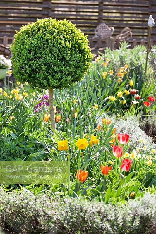 Jardin d'agriculteurs avec la norme Buxus