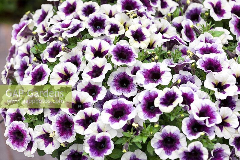 Pétunia Potunia ™ Plus Halo violet