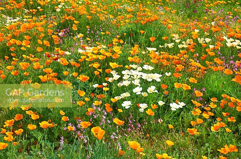 Mélange Eschscholzia californica