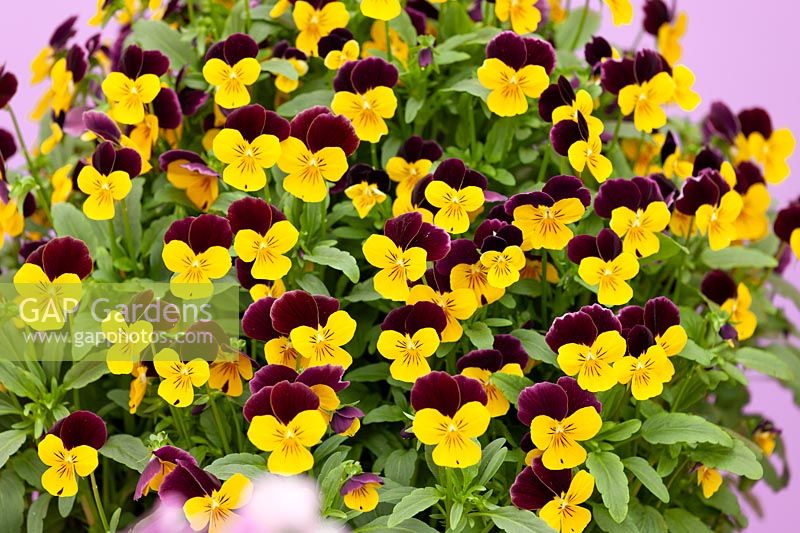 Viola Sorbet ® XP Yellow Burgundy Jump Up