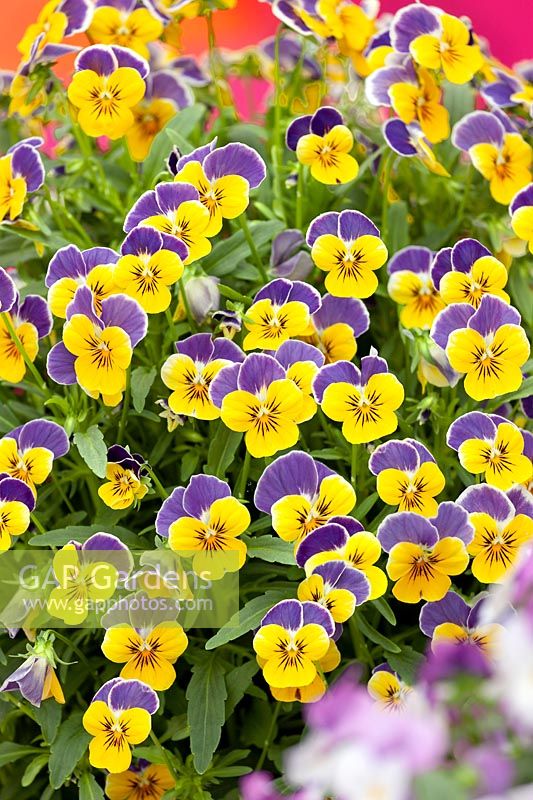 Viola Sorbet ® XP Jaune Bleu Jump Up