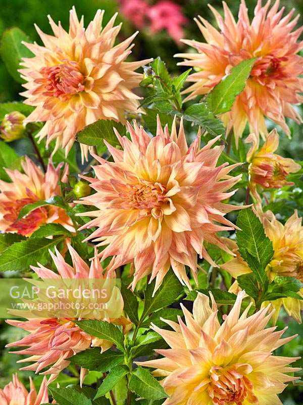 Dahlia Cactus Penhill Autumn Shades