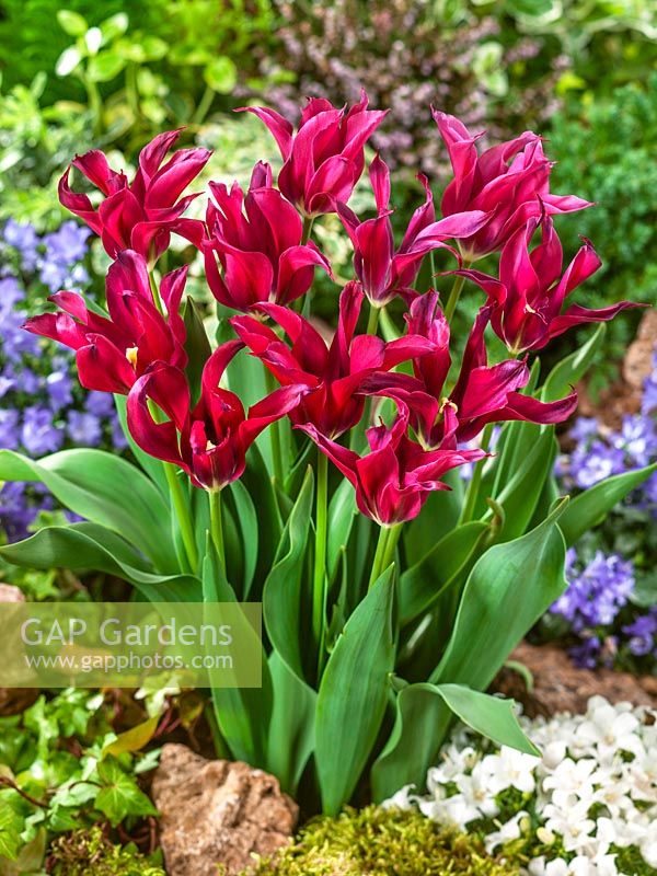 Menuet de poupée Tulipa viridiflora