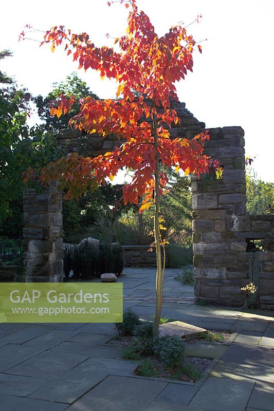 Acer davidii dans le jardin de la ruine à Chanticleer Garden, Pennsylvanie