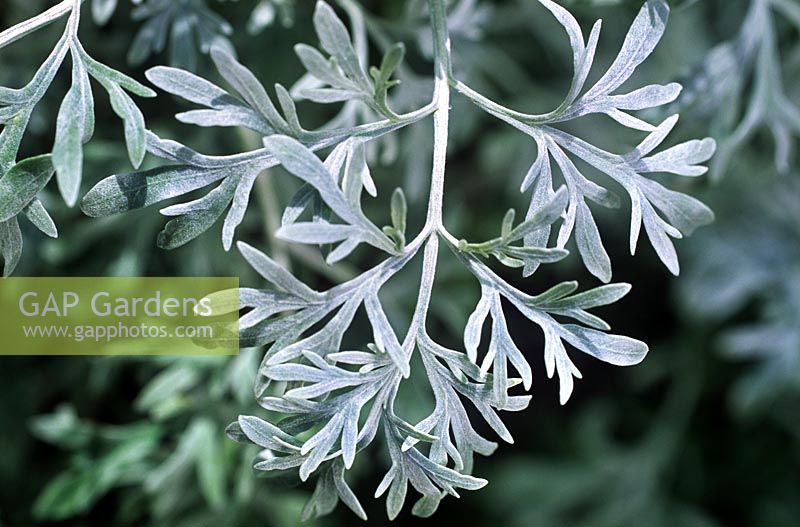 Artemisia absinthium Wormwood Close up de feuillage persistant plumeux argent