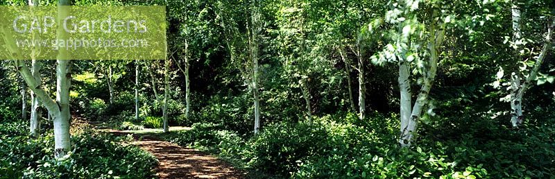 Betula sp Birch tree stand et chemin à Bloedel Reserve, Washington State, USA