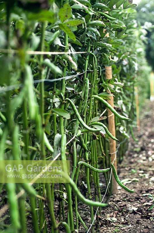 Récolte de Broadbeans Greenpod vert impérial poussant en rangées soutenues par des fils en bois