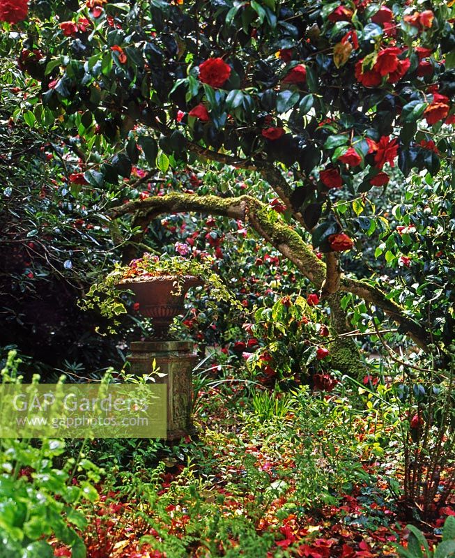 Jardin de printemps avec de grandes vieilles fleurs rouges Camellia cv ombre aimant les bois plante ornementale planté urne plinthe