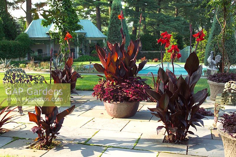 Canna sp à fleurs rouges dans des pots sur le patio. Terrace Garden, Chanticleer Garden, Pennsylvanie.