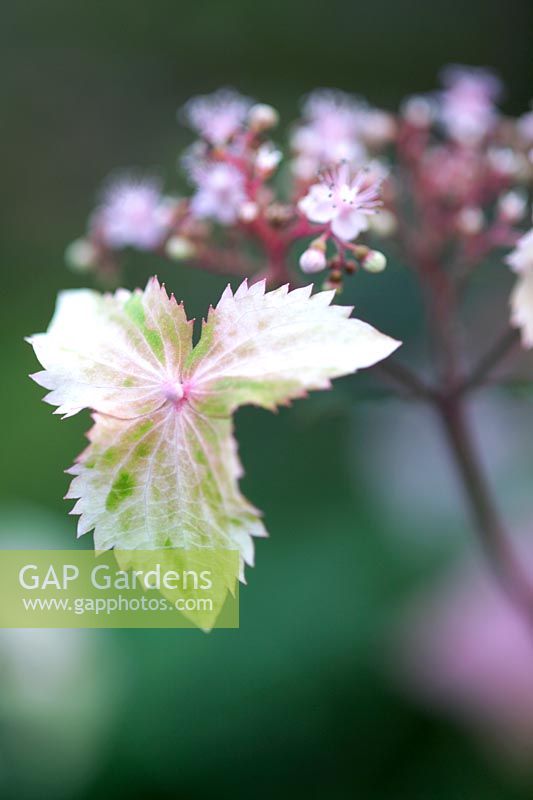 Cardiandra formosana Gracieuseté de Crug Farm Plants Wales