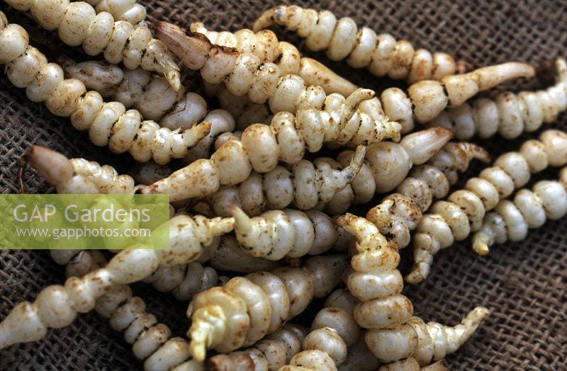 Artichauts chinois nouvellement cueillis Stachys affinis tubercules allongé sur un sac de toile de jute