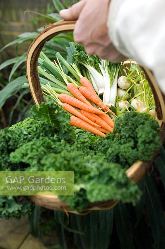 Corbeille pleine de micro-légumes, y compris carottes, poireaux, chicorée et suédois