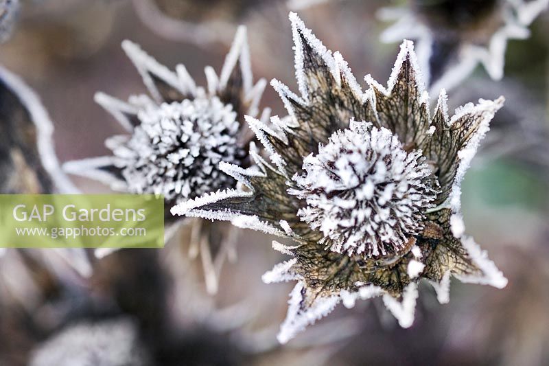 Eryngium sp dans le gel Tête de semence séchée d'Eryngium congelée et recouverte de glace