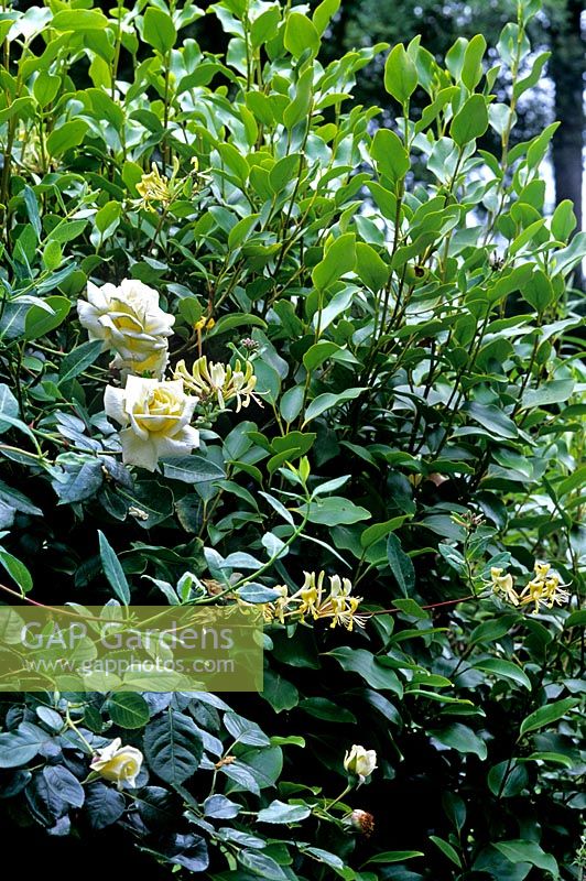 Lonicera periclymenum Chèvrefeuille commun planté de cocarde blanche Rosa