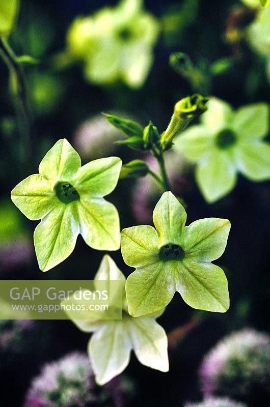 Nicotiana alata tabac à fleurs vert lime Close up de fleurs de couleur vert lime