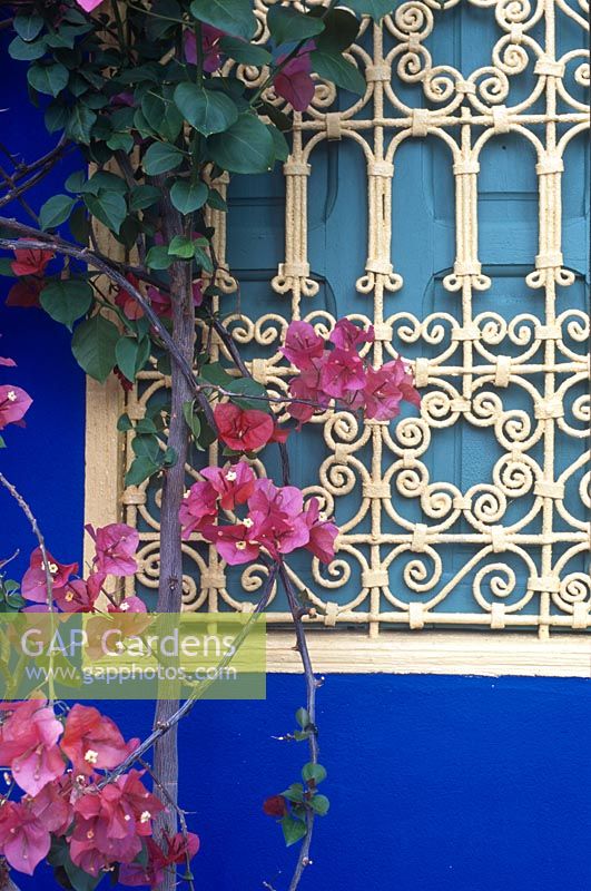 Bougainvillea glabra avec fleurs roses poussant sur une fenêtre avec écran en métal fleuri islamique