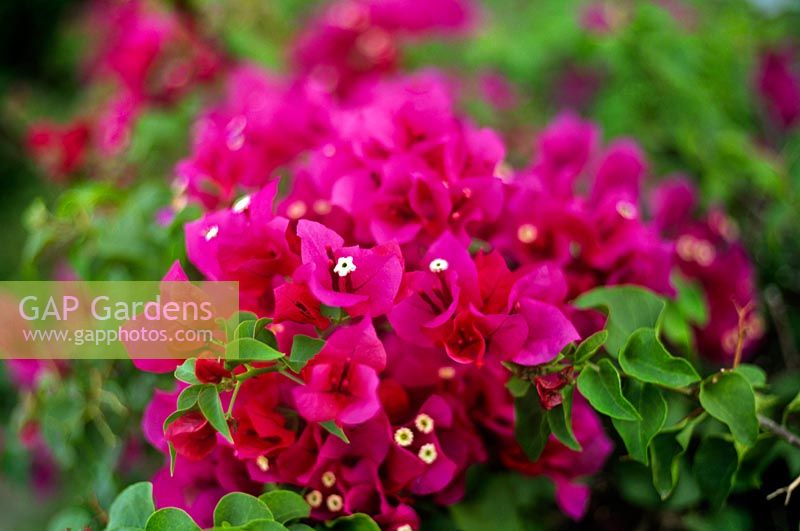 Bougainvillea glabra à fleurs roses