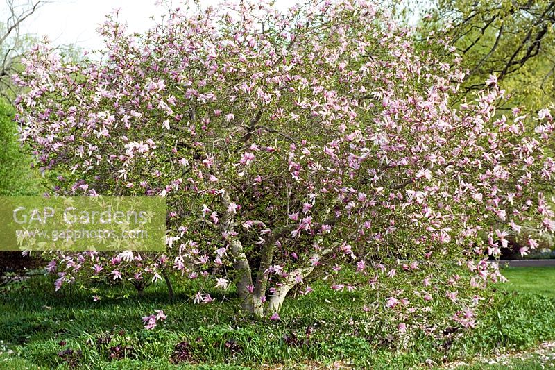 Magnolia 'Randy' Chanticleer Garden, PA, États-Unis