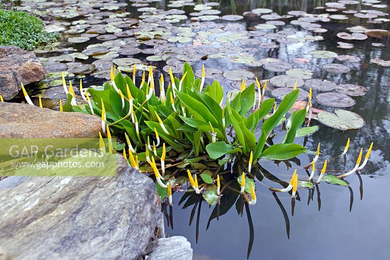 Orontium aquaticum (club d'or) à Chanticleer Garden, PA, USA