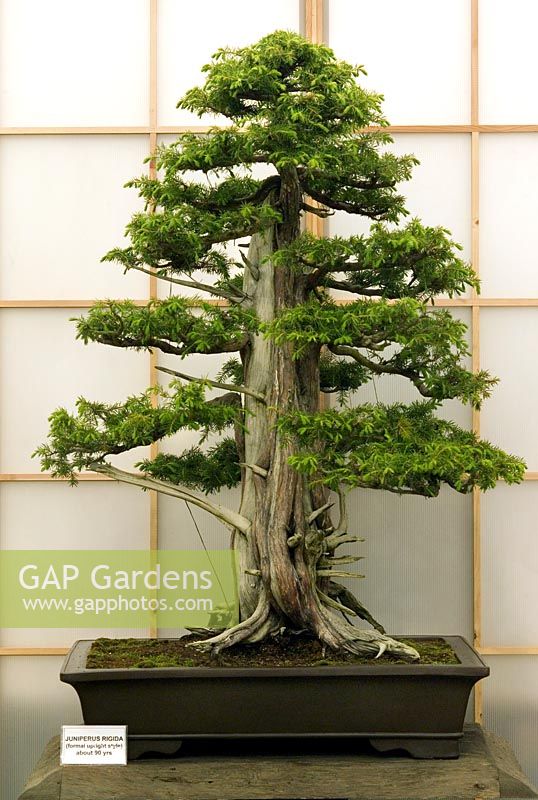 Juniperus rigida 90 ans Herons Bonsai Ltd stand au RHS Chelsea Flower Show 2006 médaille Flora dorée argent