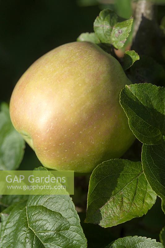Malus domestica Catshead Apple Cats Head Use Culinary Season of Use Oct Jan Couleur Green Flavour Sharp Origin England 1629