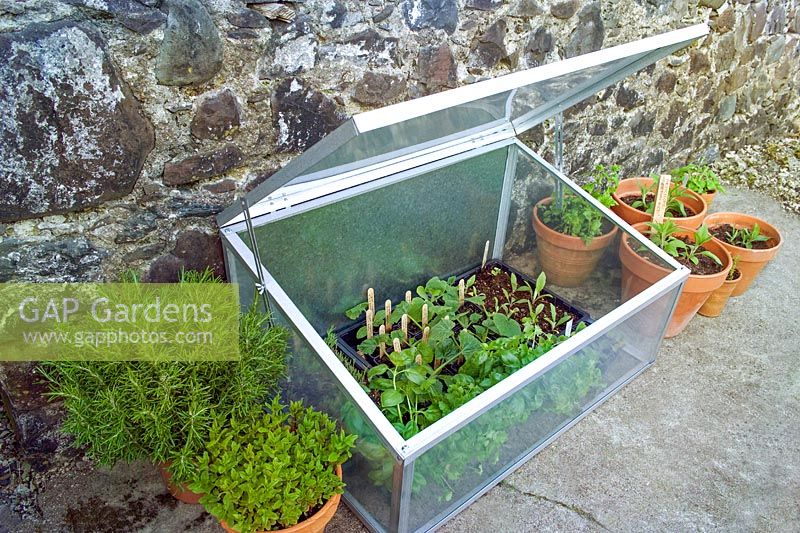 Cadre froid en verre protecteur de plantes en métal avec gamme de plantes à herbes de légumes à feuilles de salade