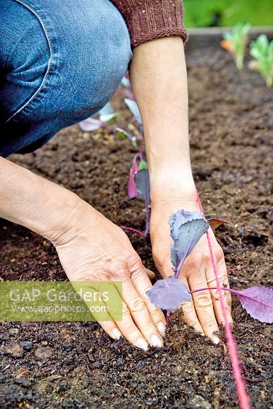 Femme plantant de jeunes plants de chou rouge F1 Jewel dans une bordure de légumes