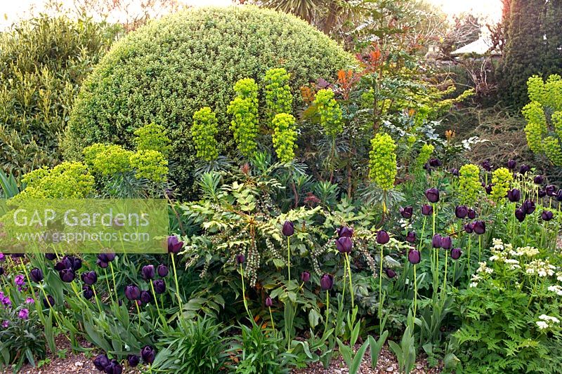 Parterre de fleurs de printemps à Denmans Garden (maison du concepteur de jardin John Brookes), Chichester, Sussex, Angleterre