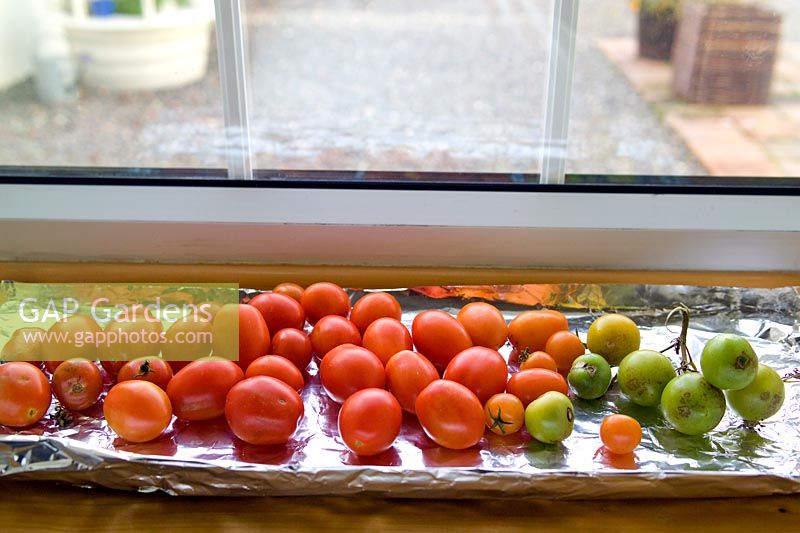 Tomates mûrissant sur un plateau de feuille d'argent sur le rebord de la fenêtre