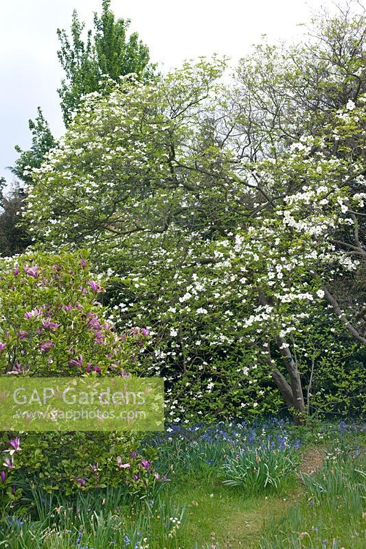 Cornus 'Ormonde', Magnolia sp et Hyacinthoides non-scripta (jacinthe des bois)