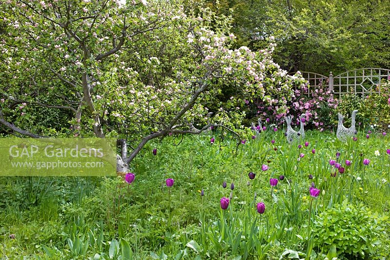 Jardin du verger avec pommiers en fleurs et bulbes à fleurs. 'Roscullen', Édimbourg, Écosse