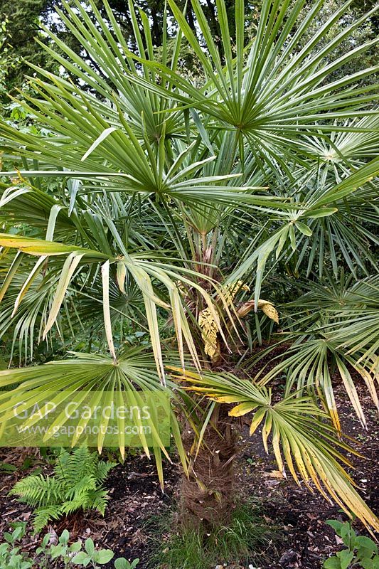 Trachycarpus fortunei (palmier de Chusan, palmier d'éolienne)