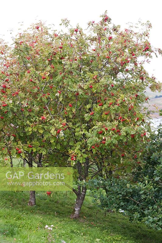 Sorbus aucuparia (sorbier des champs, sorbier des Alpes) aux fruits rouges en automne