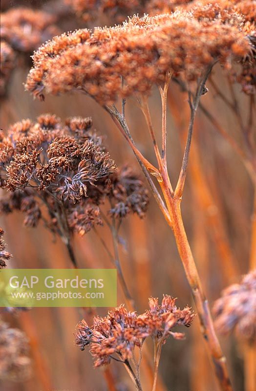 Sedum gypsicola 'Herbstfreude' anciennement Hylotelephium Herbstfreude St Andrews Botanic Garden Ecosse