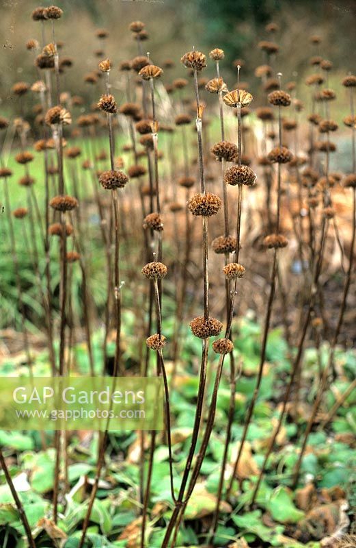 Phlomis russeliana têtes de graines séchées en groupe St Andrews Botanic Garden Scotland