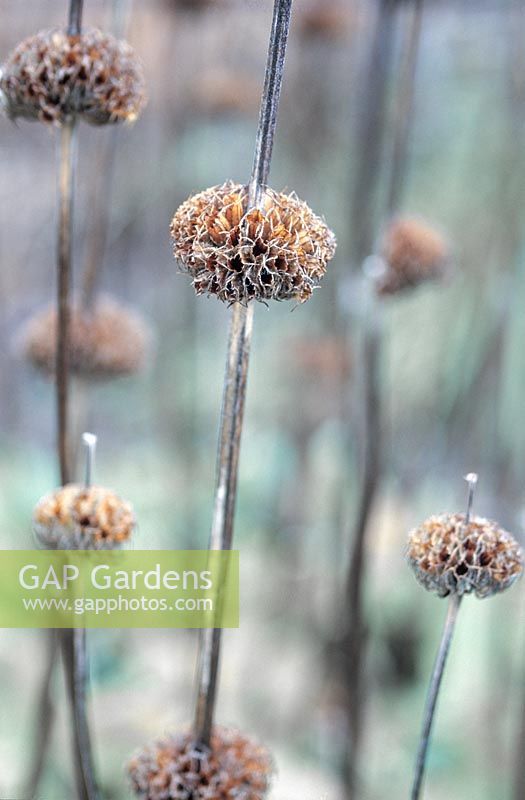 Phlomis russeliana têtes de graines séchées en groupe St Andrews Botanic Garden Scotland