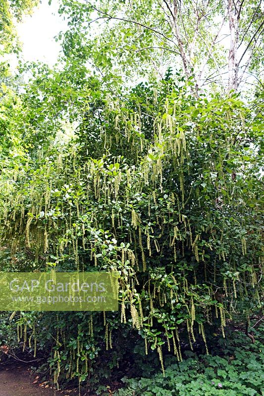 Itea ilicifolia (spire douce à feuilles de houx)