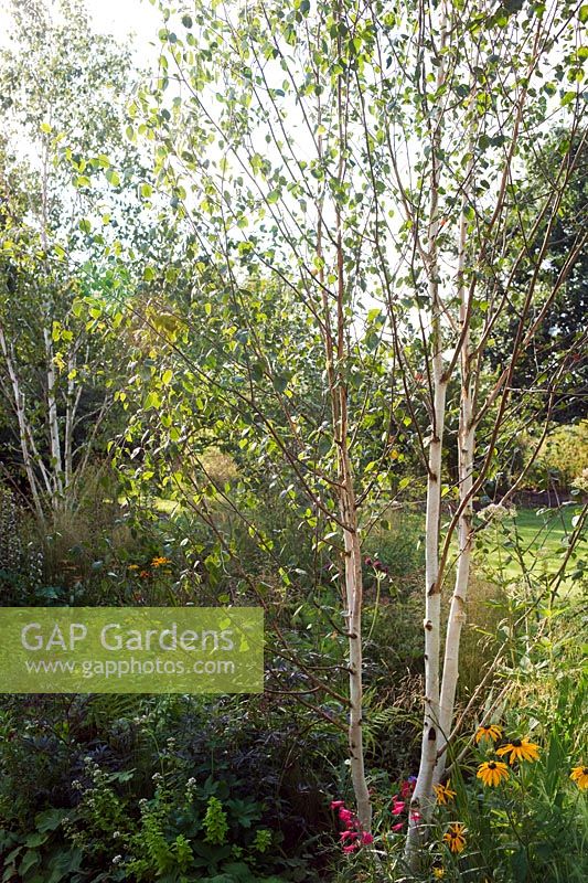 Betula utilis var. jacquemontii 'Doorenbos' (bouleau de l'Himalaya 'Doorenbos ') dans le Times Eureka Garden pour le RHS Chelsea Flower Show