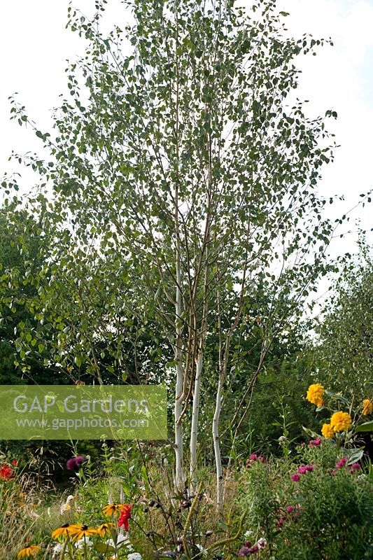 Betula utilis var. jacquemontii 'Doorenbos' (bouleau de l'Himalaya 'Doorenbos ') dans le Times Eureka Garden pour le RHS Chelsea Flower Show