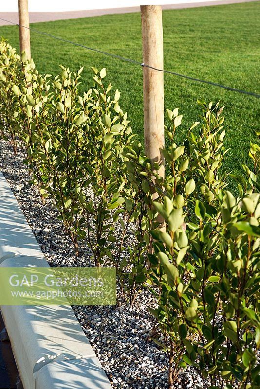 Haie à feuilles persistantes Griselinia littoralis (feuillus de Nouvelle-Zélande) nouvellement plantée