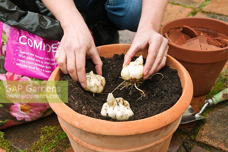 Jardinier femme plantant des bulbes de lys orientaux à fleurs d'été dans un pot en terre cuite